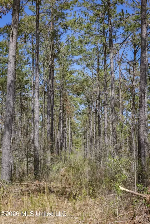 Wise Bend Road, Thaxton, MS 38871 photo 12