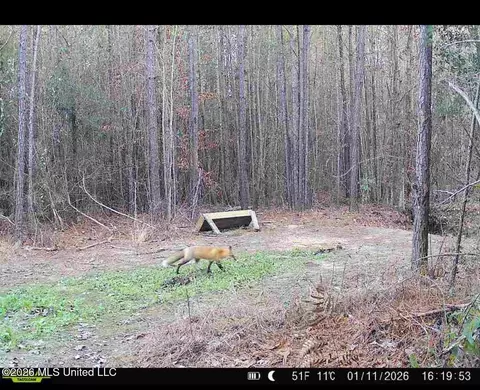 115 Calhoun Rd, Mendenhall, MS 39114 photo 30