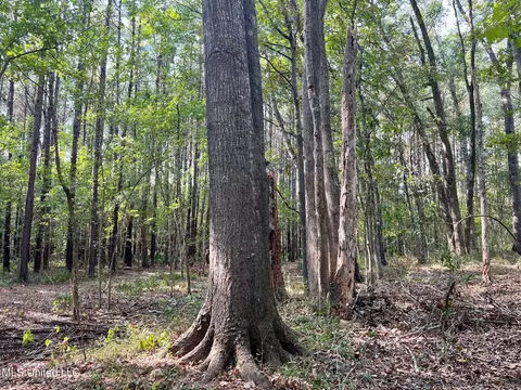 358 Robinson Springs Rd, Flora, MS 39071 photo 31