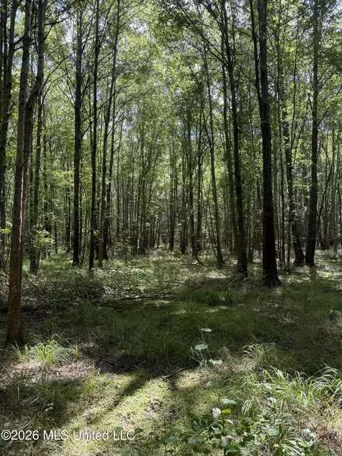 Highway 407, Kilmichael, MS 39747 photo 13