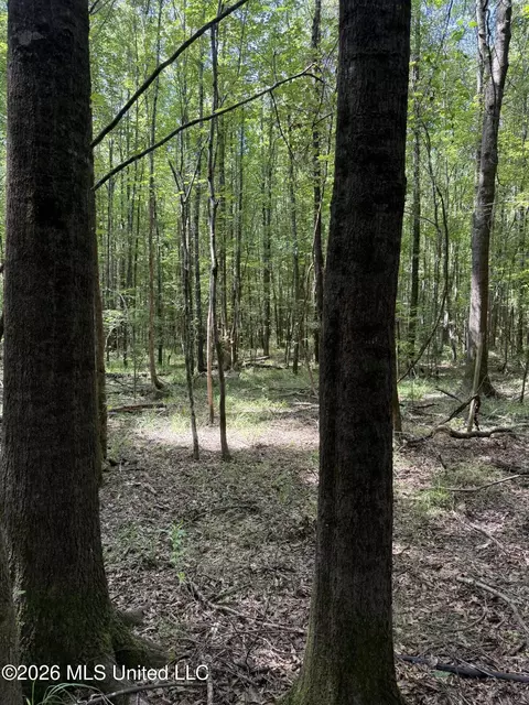Highway 407, Kilmichael, MS 39747 photo 16