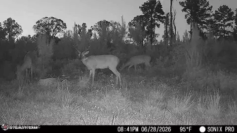 3368 Busy Corner Rd, Gloster, MS 39638 photo 35