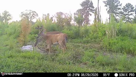 3368 Busy Corner Rd, Gloster, MS 39638 photo 29