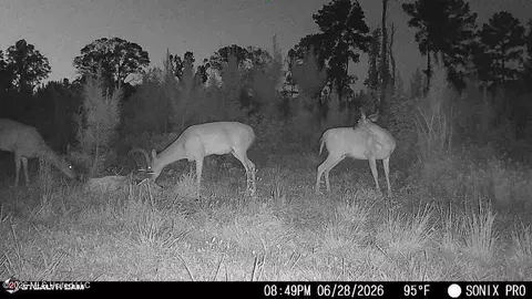 3368 Busy Corner Rd, Gloster, MS 39638 photo 27