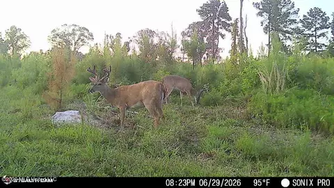 3368 Busy Corner Rd, Gloster, MS 39638 photo 28