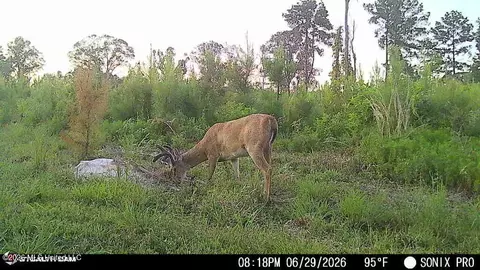 3368 Busy Corner Rd, Gloster, MS 39638 photo 31