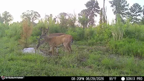 3368 Busy Corner Rd, Gloster, MS 39638 photo 30