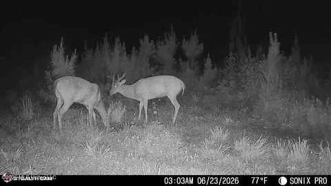 3368 Busy Corner Rd, Gloster, MS 39638 photo 34
