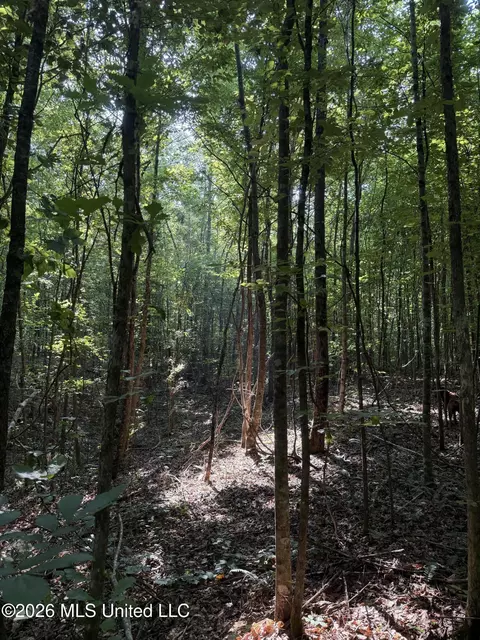 Monte Vista Road, Eupora, MS 39744 photo 30