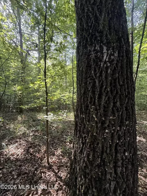 Monte Vista Road, Eupora, MS 39744 photo 10