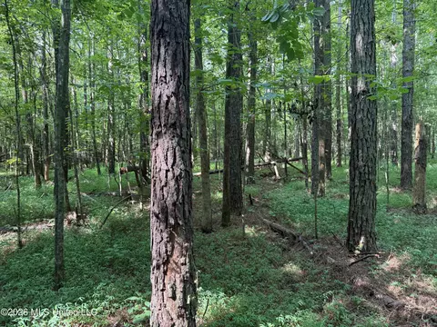 Monte Vista Road, Eupora, MS 39744 photo 37