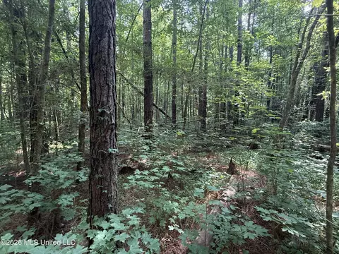 Monte Vista Road, Eupora, MS 39744 photo 9