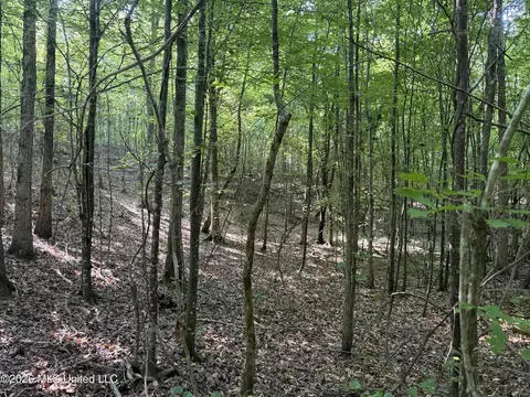 Monte Vista Road, Eupora, MS 39744 photo 33