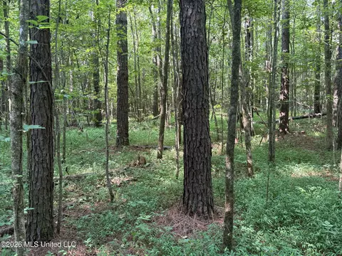 Monte Vista Road, Eupora, MS 39744 photo 7