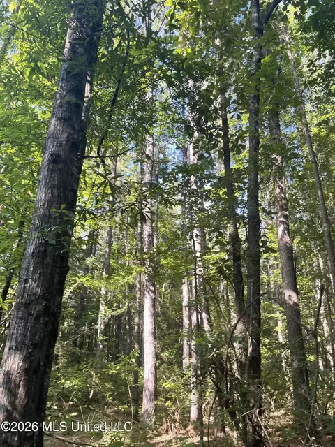 444 Jims Rd, Lena, MS 39094 photo 19