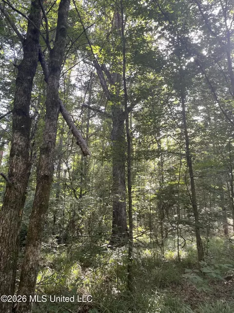 444 Jims Rd, Lena, MS 39094 photo 9