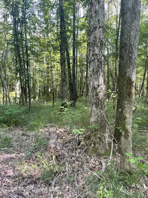 444 Jims Rd, Lena, MS 39094 photo 13