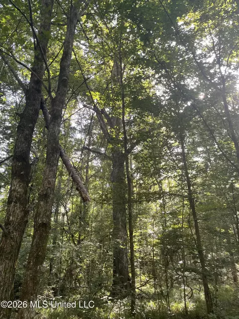 444 Jims Rd, Lena, MS 39094 photo 6