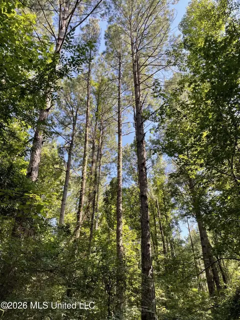444 Jims Rd, Lena, MS 39094 photo 10