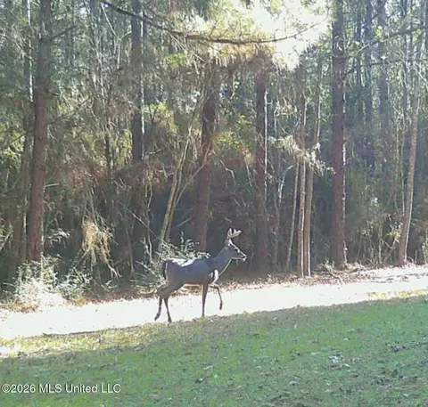 Other - 64 Greer Rd, Jayess, MS 39641 photo 16 of 20