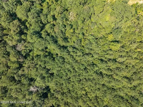 20 Acres Hwy 589, Sumrall, MS 39482 photo 9