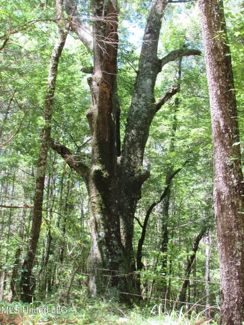 Bend Road, Vaughan, MS 39179 photo 29