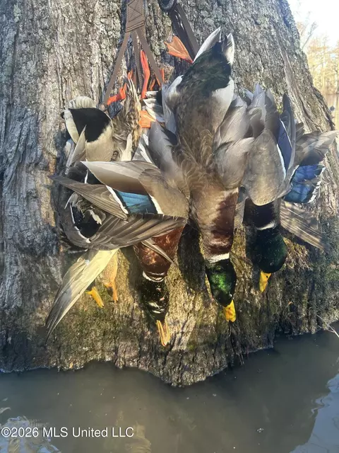 County Rd 550, Minter City, MS 38944