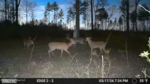 286 Matthew Johnson Rd, Wiggins, MS 39577 photo 5