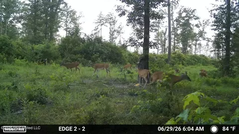 286 Matthew Johnson Rd, Wiggins, MS 39577 photo 7