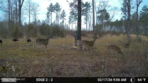 286 Matthew Johnson Rd, Wiggins, MS 39577 photo 6
