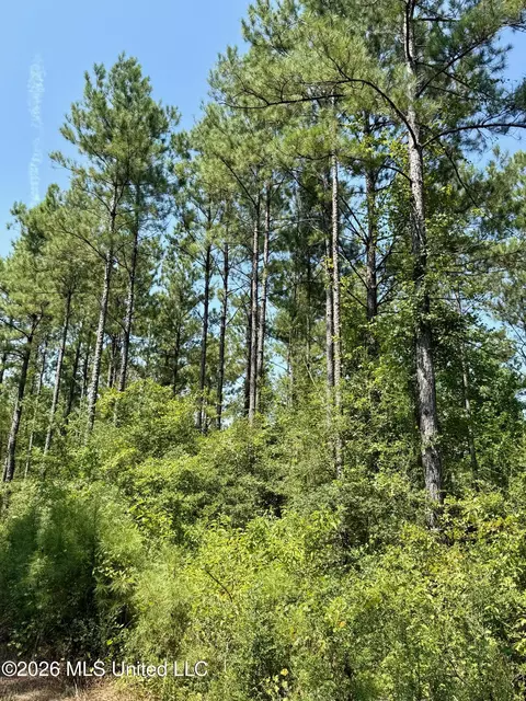 Storey Parkman, Oak Vale, MS 39656 photo 16