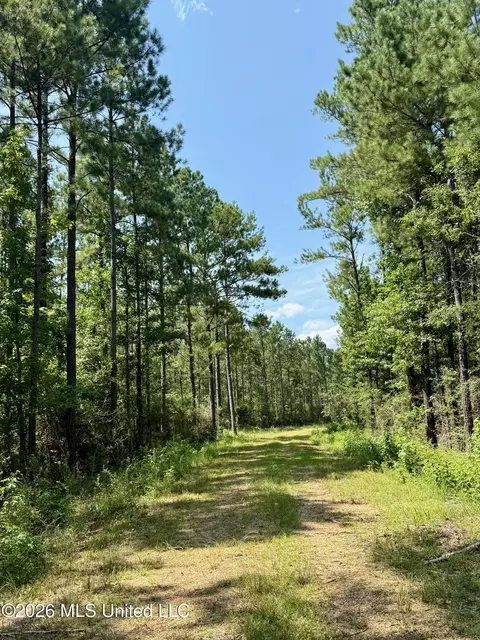Storey Parkman, Oak Vale, MS 39656 photo 4