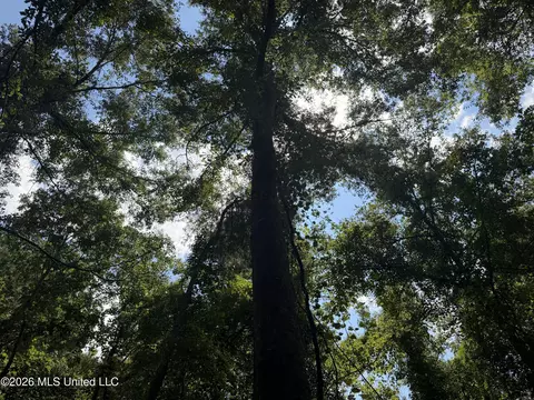 Other - 4241 Morton-rankin County Line Rd #B, Morton, MS 39117 photo 41 of 48
