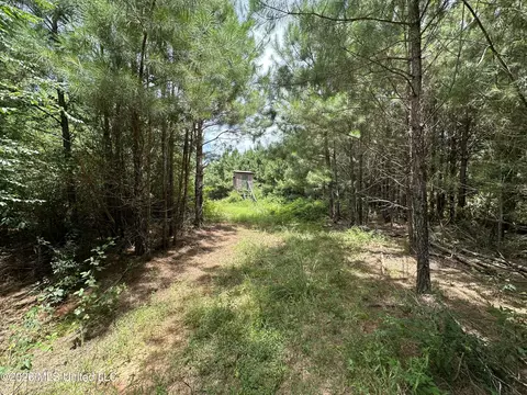 Smith County Road, Raleigh, MS 39153 photo 19
