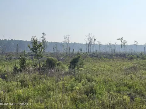 80 Acres Off Of Farmer Dr, Richton, MS 39476 photo 3