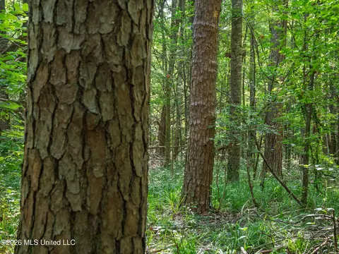 Mississippi 12, Durant, MS 39063 photo 27