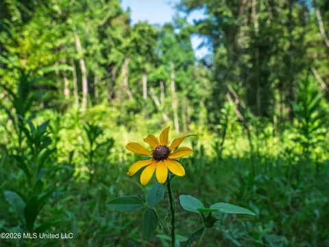 Mississippi 12, Durant, MS 39063 photo 13