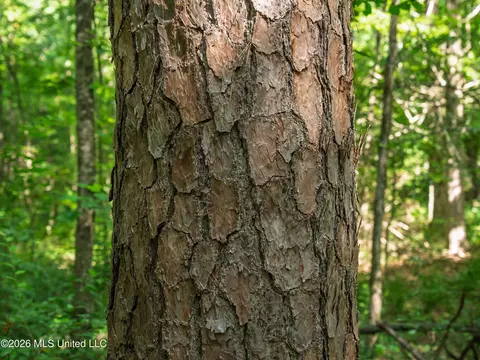 Mississippi 12, Durant, MS 39063 photo 26