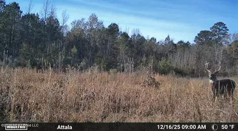 Co Rd 4102, Sallis, MS 39160 photo 28