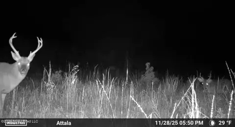 Co Rd 4102, Sallis, MS 39160 photo 29