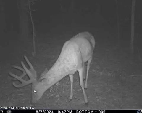 Co Rd 4102, Sallis, MS 39160 photo 24