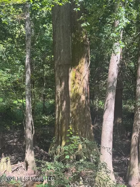 Highway 33, Roxie, MS 39661 photo 14