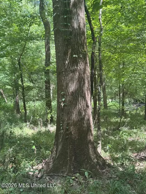 Highway 33, Roxie, MS 39661 photo 4
