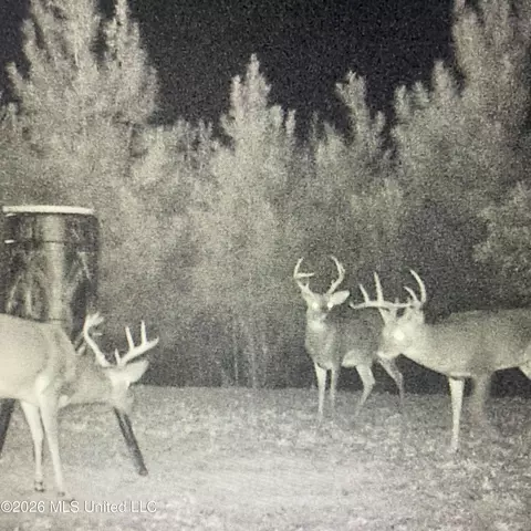 Co Rd 4005, Goodman, MS 39079 photo 19