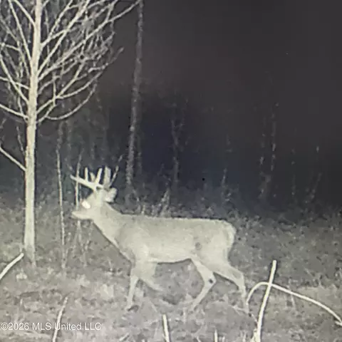 Co Rd 4005, Goodman, MS 39079 photo 26