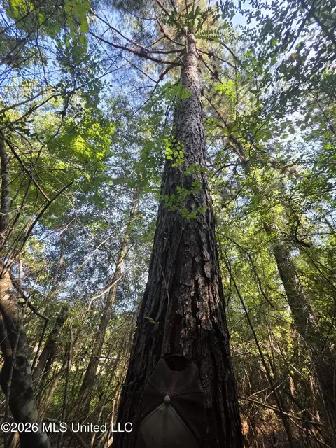 Saint Paul Road, Sandy Hook, MS 39478 photo 6