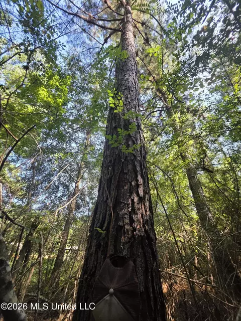 Saint Paul Road, Sandy Hook, MS 39478 photo 5