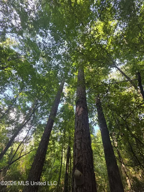 Saint Paul Road, Sandy Hook, MS 39478 photo 10