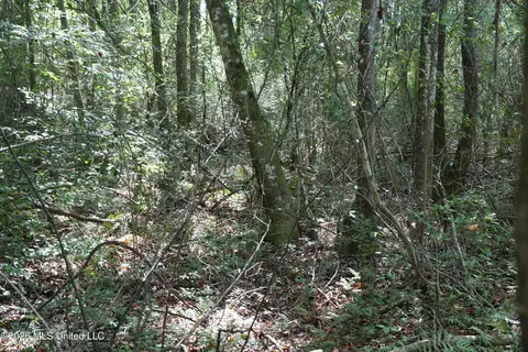 Joe Booth Road, Collins, MS 39428 photo 13