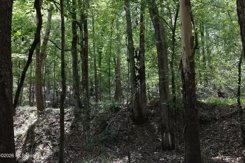 Ms-35, Carrollton, MS 38917 photo 9